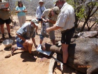 Taking a radiograph of juvenile ele