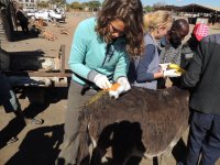 Volunteers helping treat donkeys