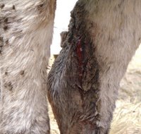 axe wound to donkey's rear leg