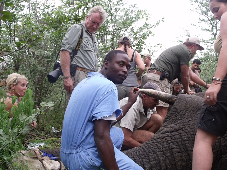 Erick at an elephant immobilisation on the DD Course