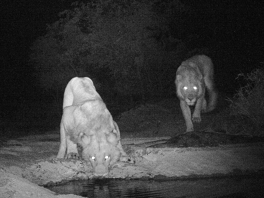 Lions caught on film - rhino can't be shown for security reasons!