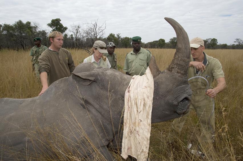 Rhino immobilised for dehorning
