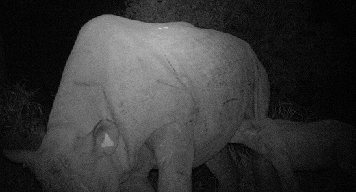 Camera trap picture of rhino with baby at teat
