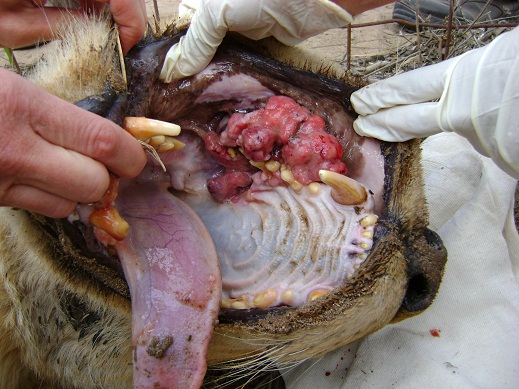 Malignant tumour on gum of lioness