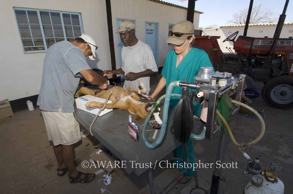 Vin castrating dog under open air garage