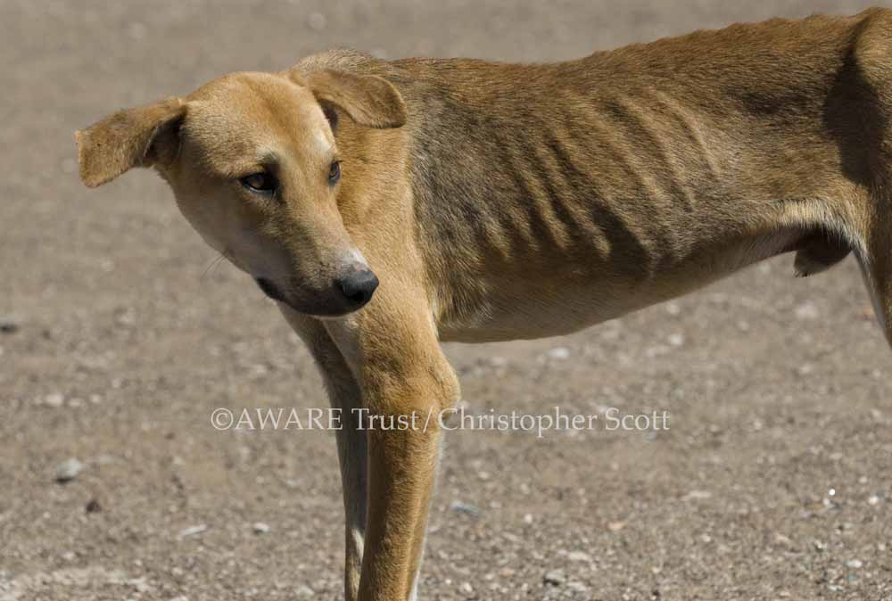 Emaciated male dog at Machuchuta
