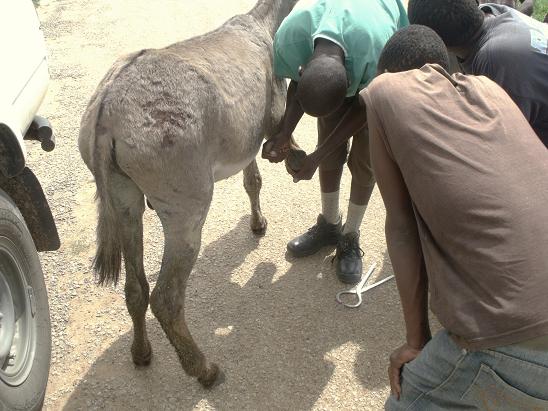 Eric treating donkey hoof