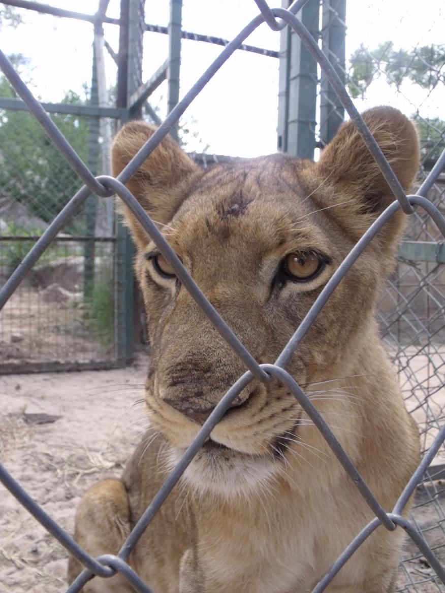 Juvenile lioness in Masvingo