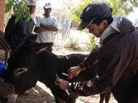 keith vaccinating donkey