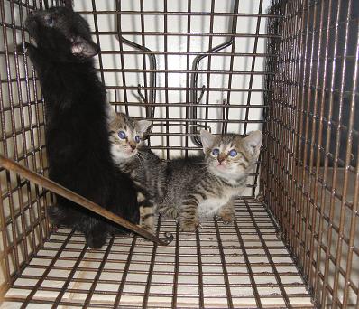 Kittens caught in trap