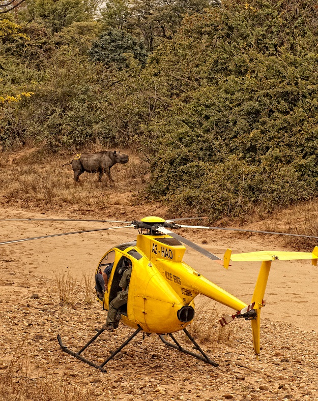 Helicopter team watches as dehorned rhino moves off after reversal