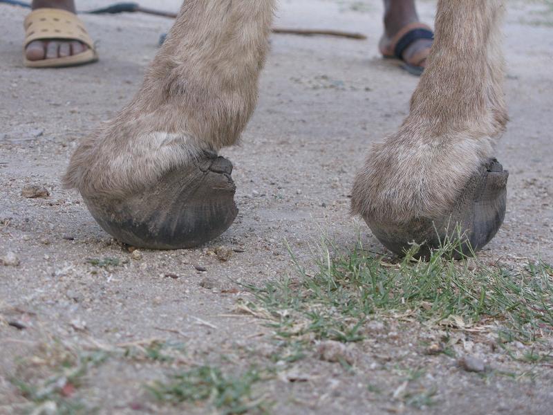 severely overgrown hooves