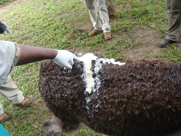 Pus exuding from abscess on donkey's back