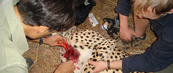 picture of Keith cleaning a dog bite wound in cheetah