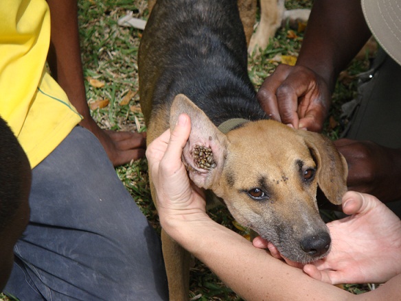 Dog with tick infestation in ear