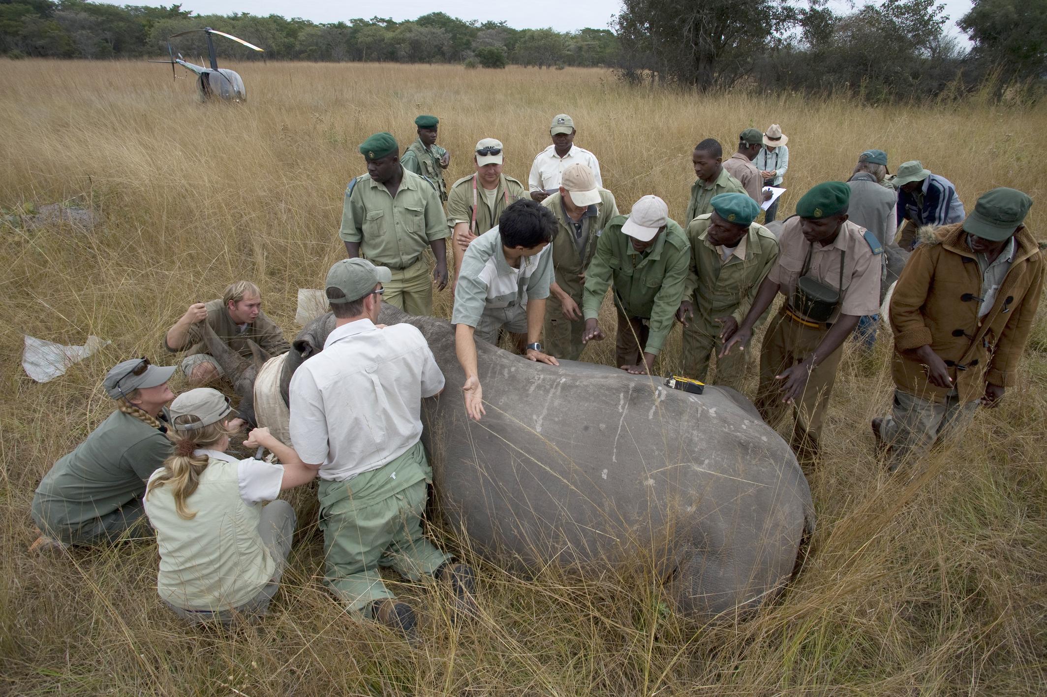 People preparing to roll a rhinoceros