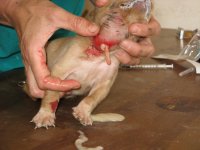 puppy with abscess