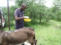 Andy treating donkey wounds