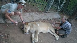 Anton and Lisa with lion