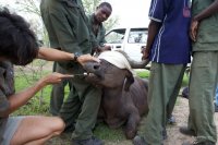 Taking a probang sample from a buffalo