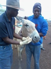 Erick deworming donkey