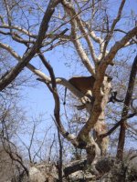 Lioness up tree avoiding dart