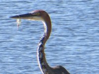 Heron with fishing twine around beak