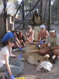 Keith and volunteers implanting lionesses