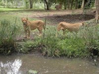 In their new enclosure