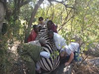 Extracting zebra from a difficult rocky position
