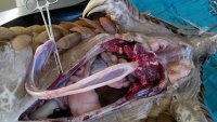 Pangolin tongue in cartilage sheath in abdomen