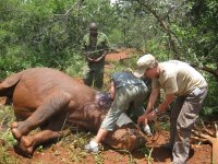 attending to rhino's ear