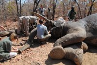 Massive Kariba bull undergoing treatment