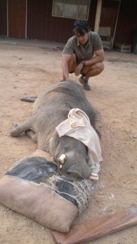 Warthog with tusks trimmed