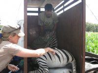Injecting zebra in crate