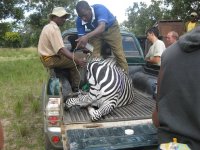 Zebra on truck