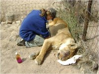 euthanasing lioness
