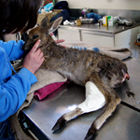 thumbnail of Roxy the duiker with a new POP cast on her broken leg